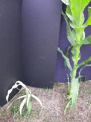 1693_bf2_sr2_X05E_2262?