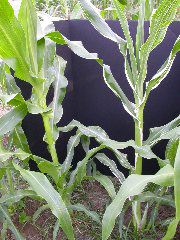 1693_bf2_sr2_X05E_2263