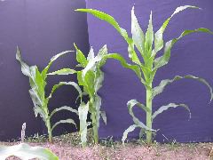 1696_r1_sn1_X05J_2275