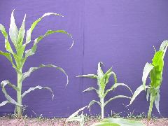 1696_r1_sn1_X05J_2281