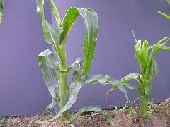 1696_r1_sn1_X05J_2286