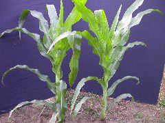 1697_r1_sn1_X05K_2288