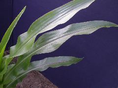 1697_r1_sn1_X05K_2289