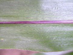 1697_r1_sn1_X05K_2295