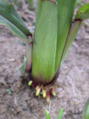 1697_r1_sn1_X05K_2296