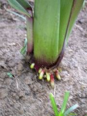 1697_r1_sn1_X05K_2297