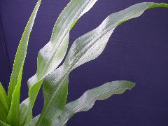 1697_r1_sn1_X05K_2299