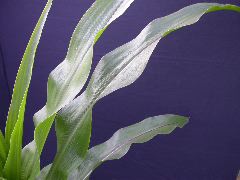 1697_r1_sn1_X05K_2300