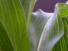 1553_sr_P1-ww_101D_1386