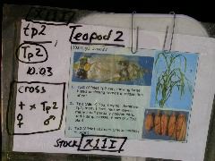 1699_Tp2_g1_sr2_X11I_2887