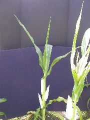 1699_Tp2_g1_sr2_X11I_2888