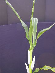 1699_Tp2_g1_sr2_X11I_2890