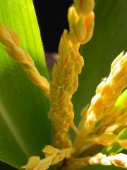 1699_Tp2_g1_sr2_X11I_2891