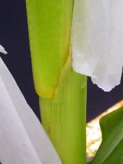 1699_Tp2_g1_sr2_X11I_2896