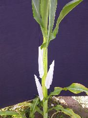 1699_Tp2_g1_sr2_X11I_2897