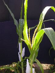 1699_Tp2_g1_sr2_X11I_2898