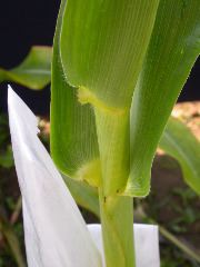 1699_Tp2_g1_sr2_X11I_2899