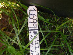 1699_Tp2_g1_sr2_X11I_884