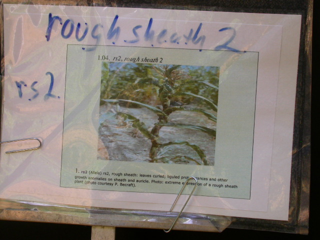1558_rs2_111G_1415