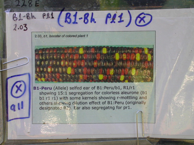 1589_B1-Bh_Pl1_228E_1602