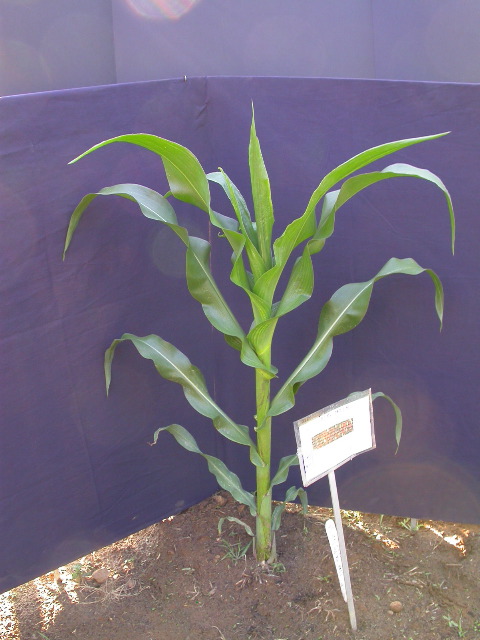 1589_B1-Bh_Pl1_228E_1603