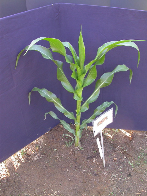 1589_B1-Bh_Pl1_228E_1604