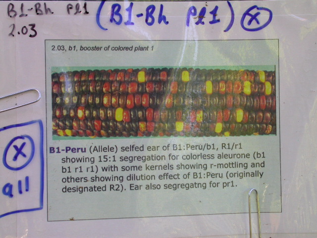 1589_B1-Bh_Pl1_228E_1627