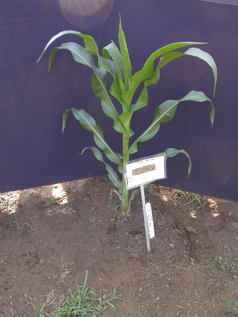 1589_B1-Bh_Pl1_228E_1629