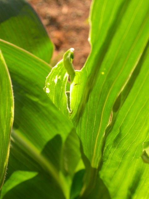 1589_B1-Bh_Pl1_228E_1630