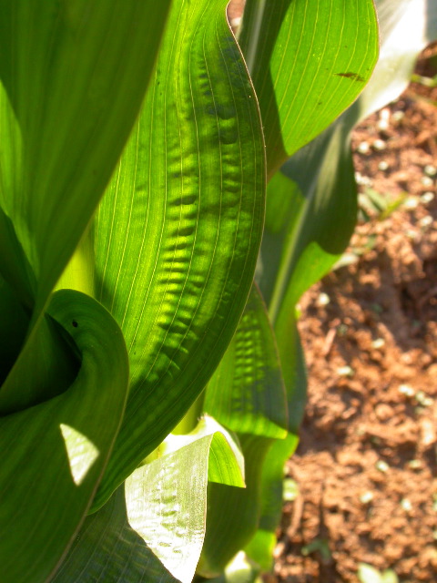 1589_B1-Bh_Pl1_228E_1631