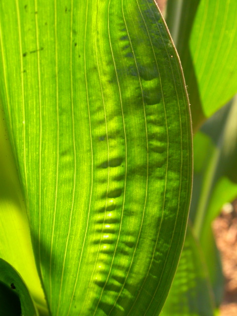 1589_B1-Bh_Pl1_228E_1632