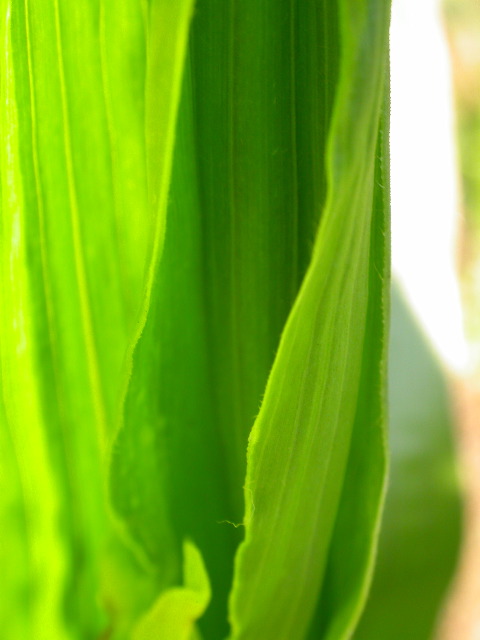 1589_B1-Bh_Pl1_228E_1635