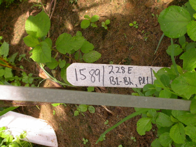 1589_B1-Bh_Pl1_228E_4052