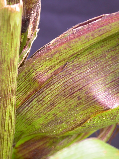 1589_B1-Bh_Pl1_228E_4057