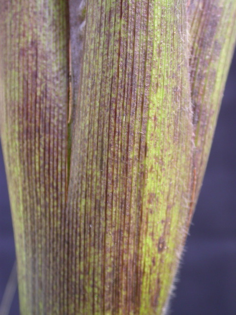 1589_B1-Bh_Pl1_228E_4058