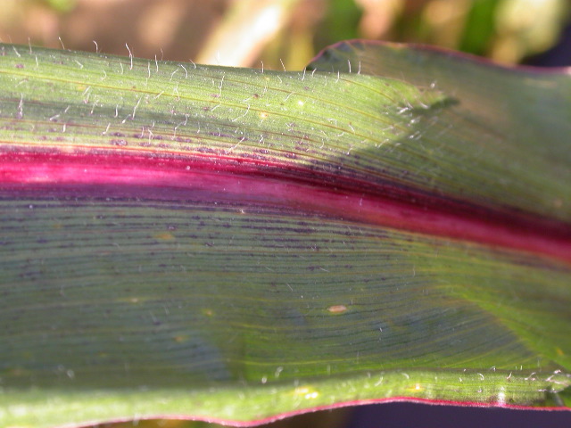 1584_B1-S_R1-g_pl1_219K_4046