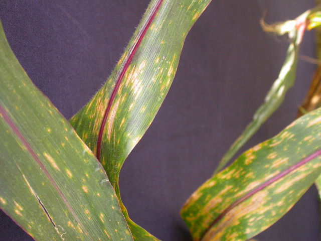 1584_B1-S_R1-g_pl1_219K_4050