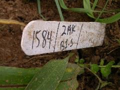 1584_B1_R1_pl1_219K_2580