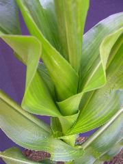 1589_B1-Bh_Pl1_228E_1605