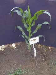 1589_B1-Bh_Pl1_228E_1629