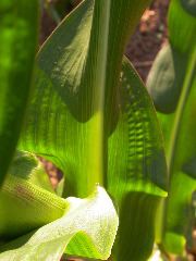 1589_B1-Bh_Pl1_228E_1633