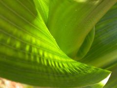 1589_B1-Bh_Pl1_228E_1634