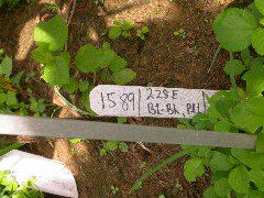 1589_B1-Bh_Pl1_228E_4052