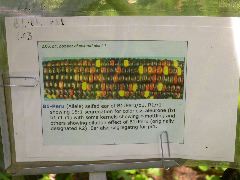 1589_B1-Bh_Pl1_228E_4053