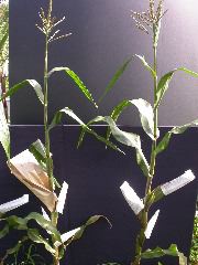 1589_B1-Bh_Pl1_228E_4055