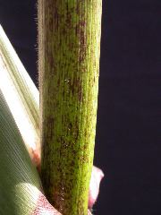 1589_B1-Bh_Pl1_228E_4056