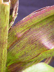 1589_B1-Bh_Pl1_228E_4057