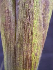 1589_B1-Bh_Pl1_228E_4058