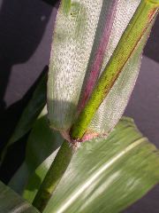 1589_B1-Bh_Pl1_228E_4060