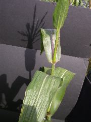 1589_B1-Bh_Pl1_228E_4061